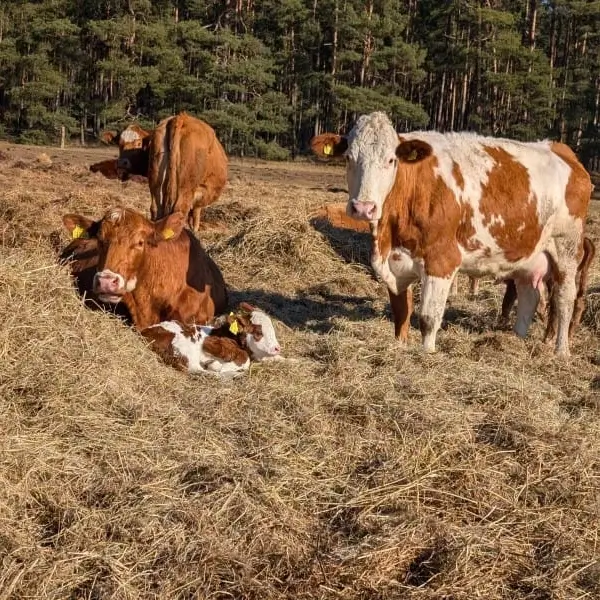 Landwirtschaftsbetrieb Thomas Seehaus – Ankauf von Rindern