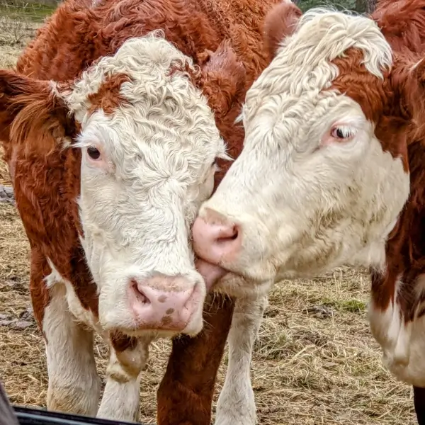 Landwirtschaftsbetrieb Thomas Seehaus – Wir verkaufen unsere Kühe, Kälber und Bullen